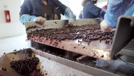 área de caída de una mesa de clasificación con tres mujeres extrayendo los desechos, proceso de vino