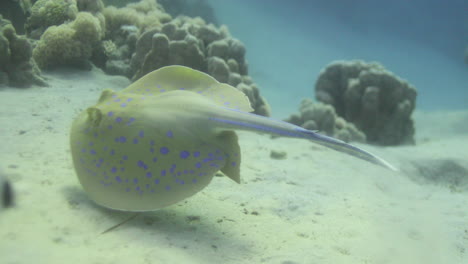 bluespotted stingray in the red sea beside the coral reef