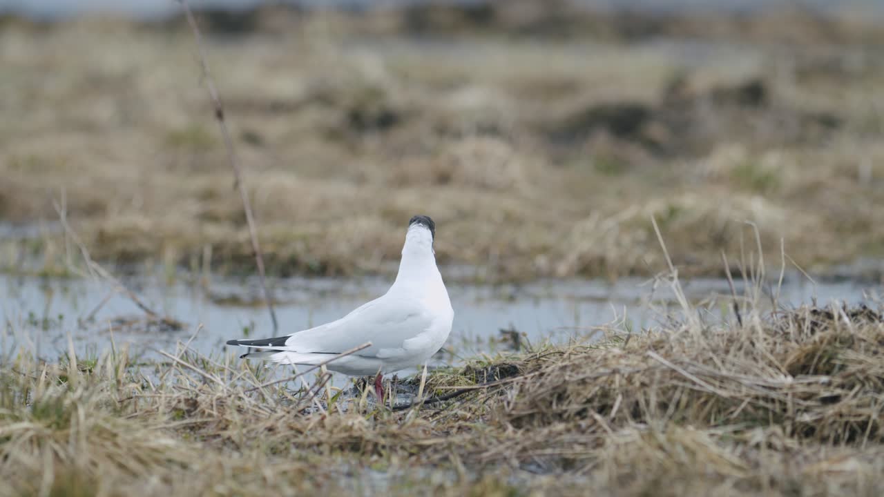gaviota de cabeza negra caminando en el campo en busca de comida comiendo migración de primavera