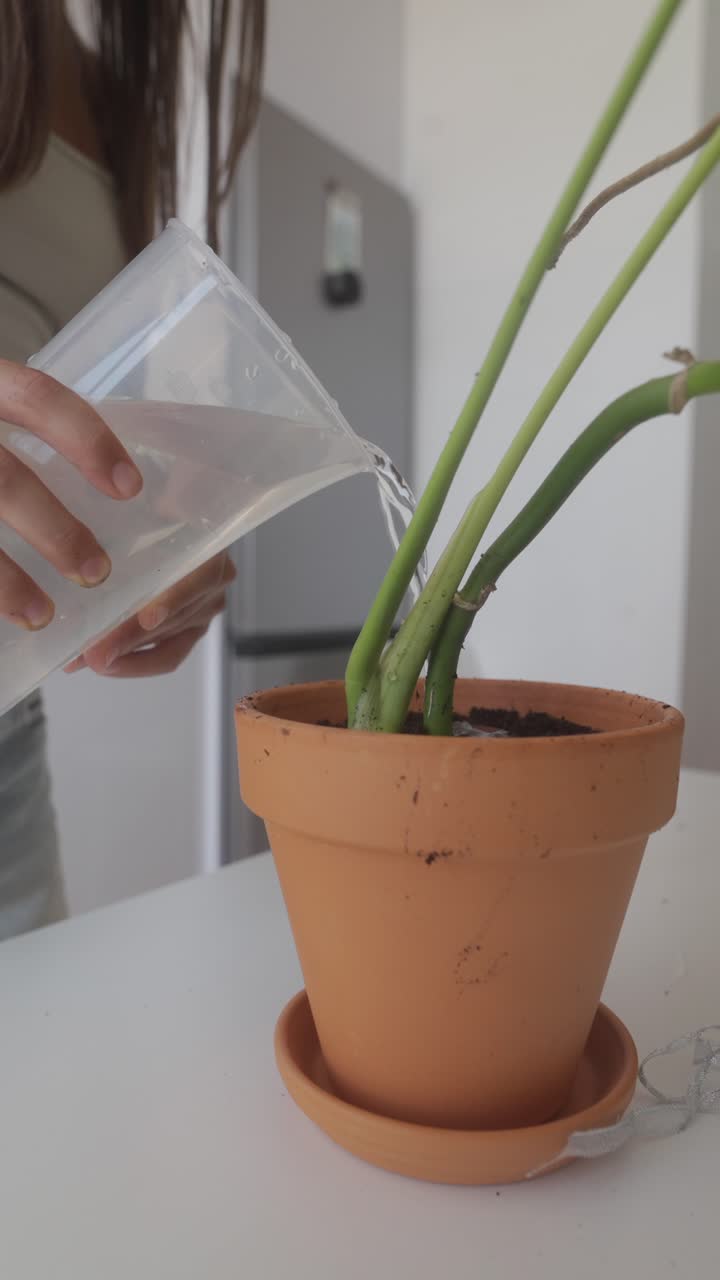 Annaffiare una pianta da interno