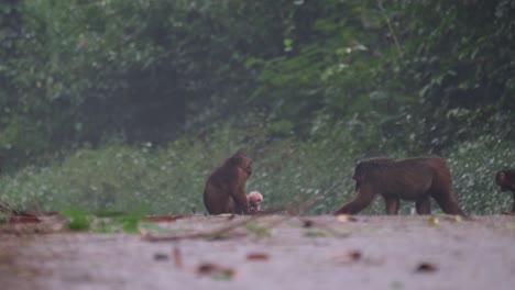 stump-tailed macaque, macaca arctoides, foggy rainy day at kaeng krachan national park, thailand