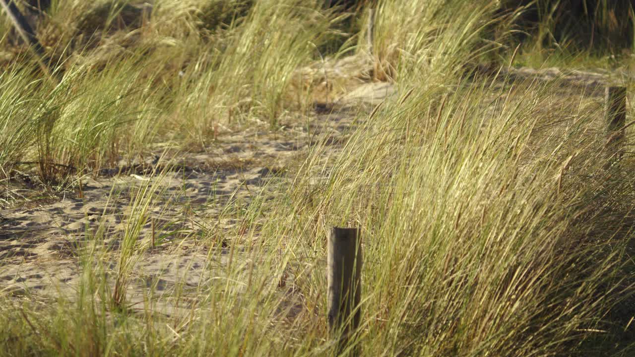 Sandy path to the beach bordered by wooden stakes and clumps of tall grasses bending in the wind
