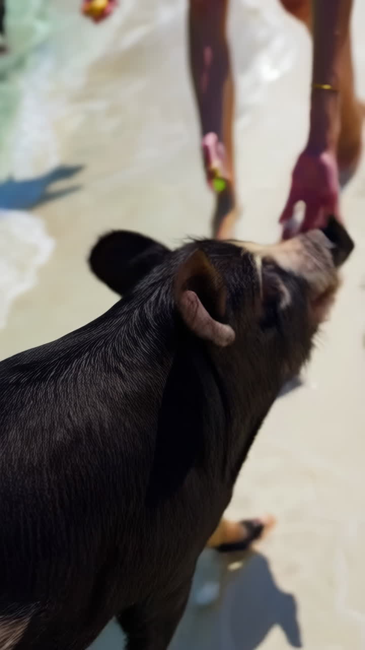 People and Pigs at Tropical Beach