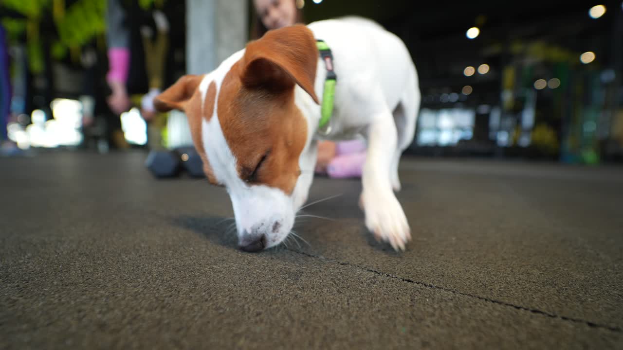 체육관 의 바닥 을 새 치는 개