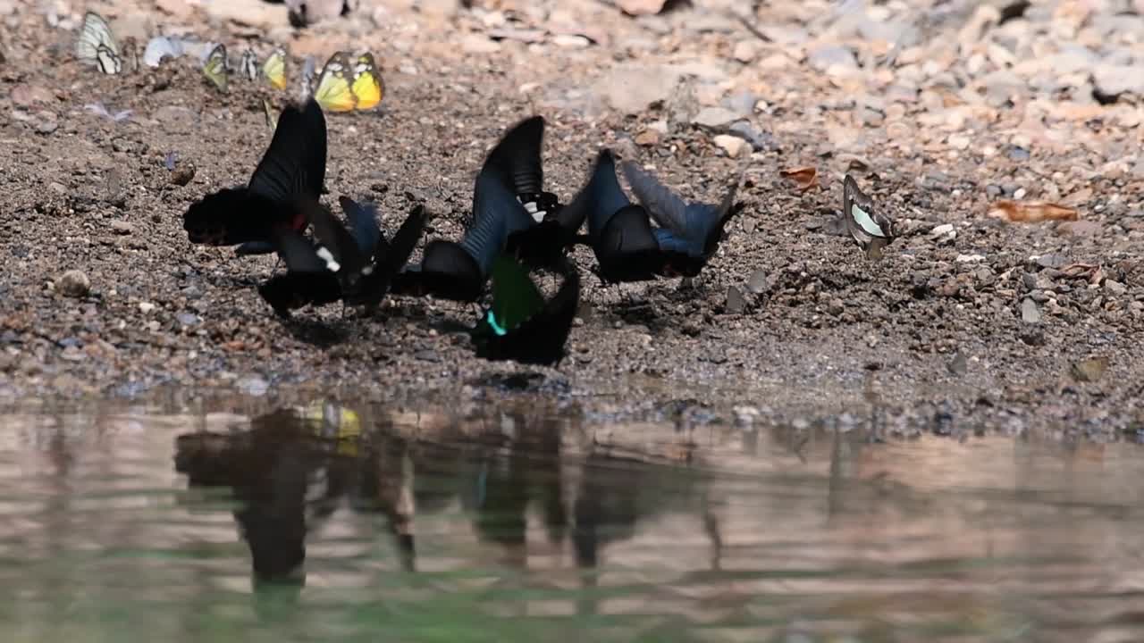 parís mariposa pavo real o papilio parís con otras mariposas de alas negras pululando en el suelo reflejadas en el agua en el parque nacional kaeng krachan, en cámara lenta