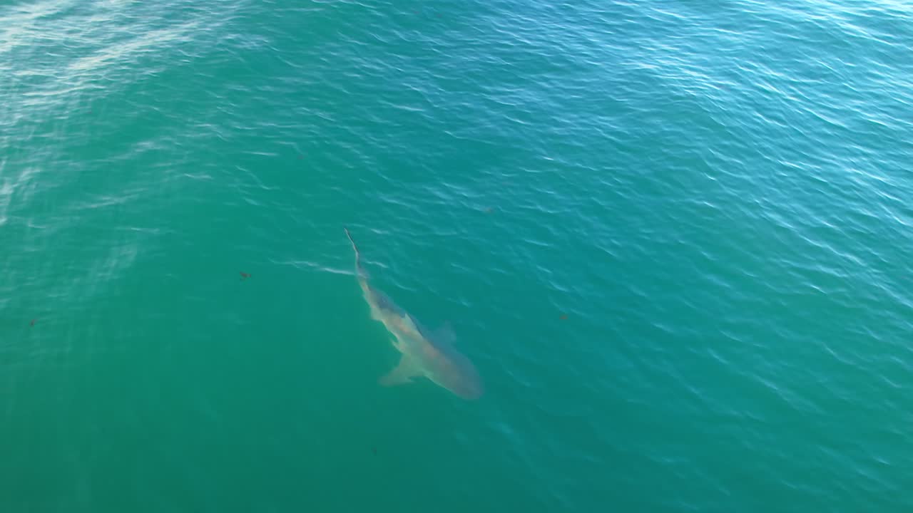 bull shark aerial goes under camera and quickly disappears