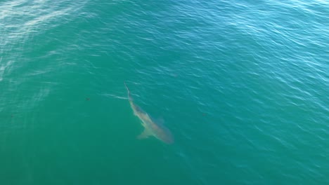la antena del tiburón toro pasa bajo la cámara y desaparece rápidamente.