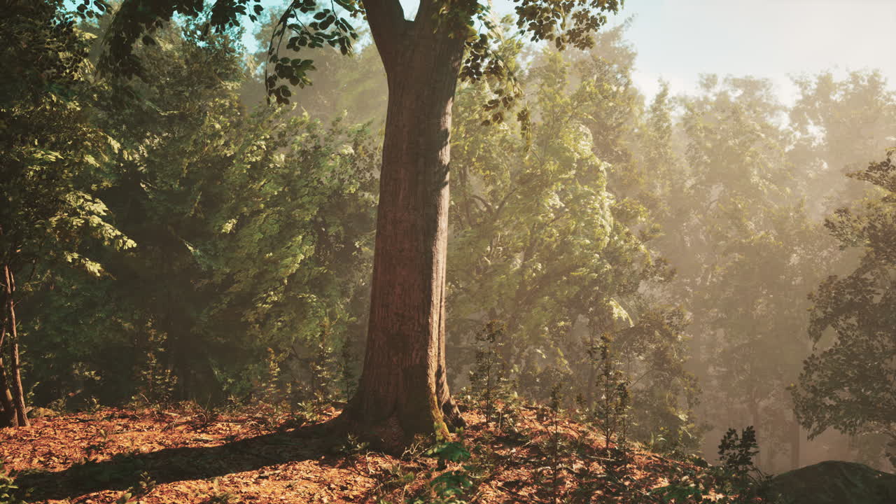 el amanecer del bosque brumoso