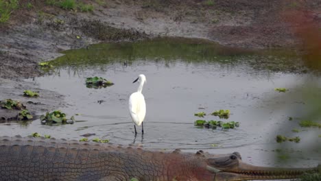 an egret fishing beside a gharial crocodile in a small pool of water in the chitwan national park in nepal