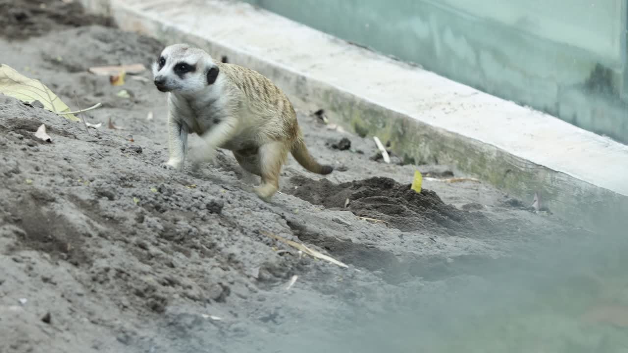 Meerkat Roaming Across Sandy Ground in Natural Habitat