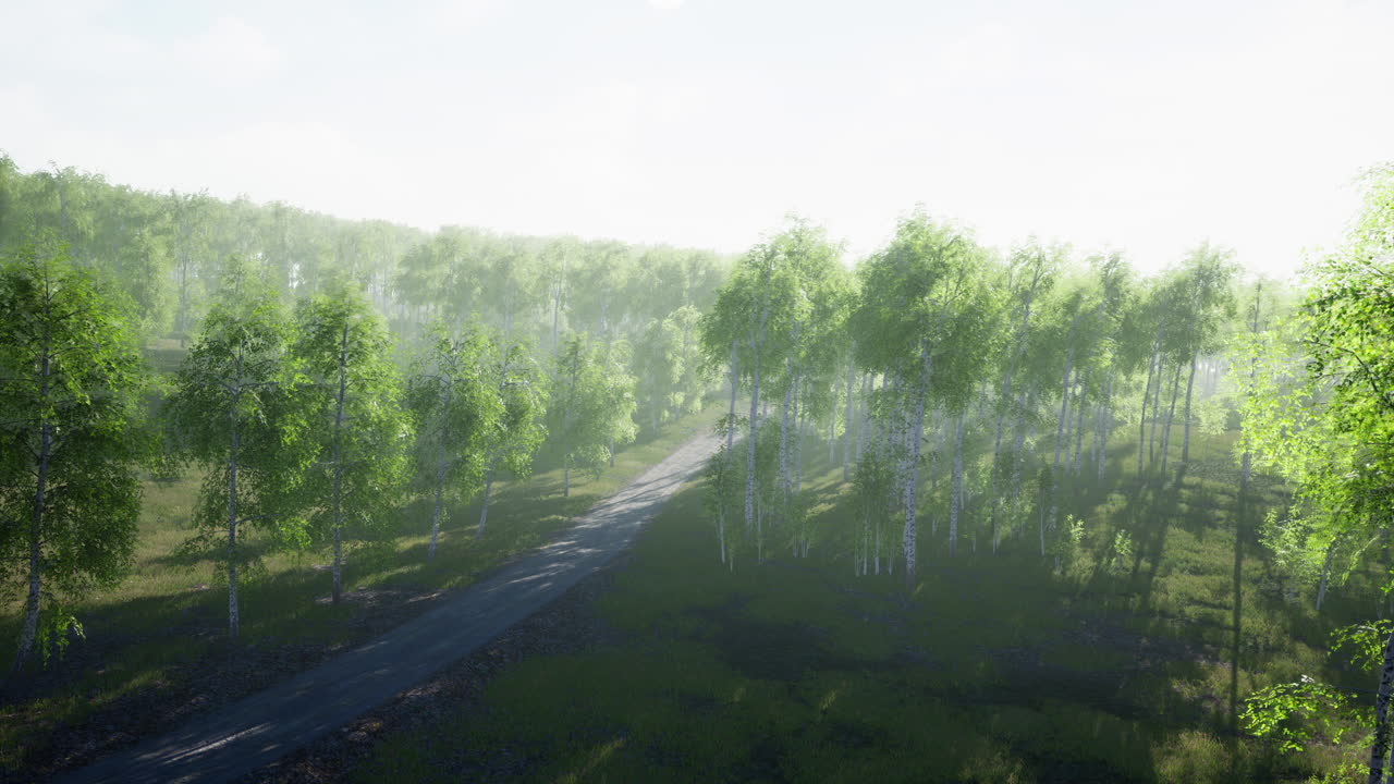 여름 숲을 가로질러  ⁇ 은 길