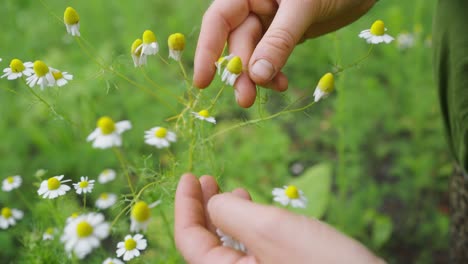 person carefully touching some daisies with his hands in slow motion