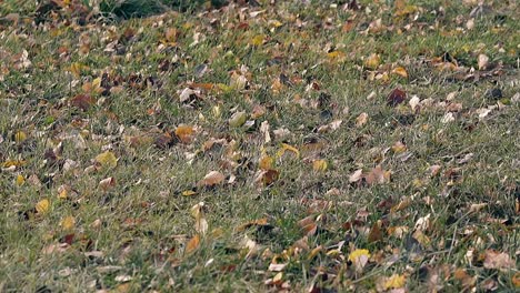 leaves-lie-on-green-lawn-and-wind-blows-across-grass