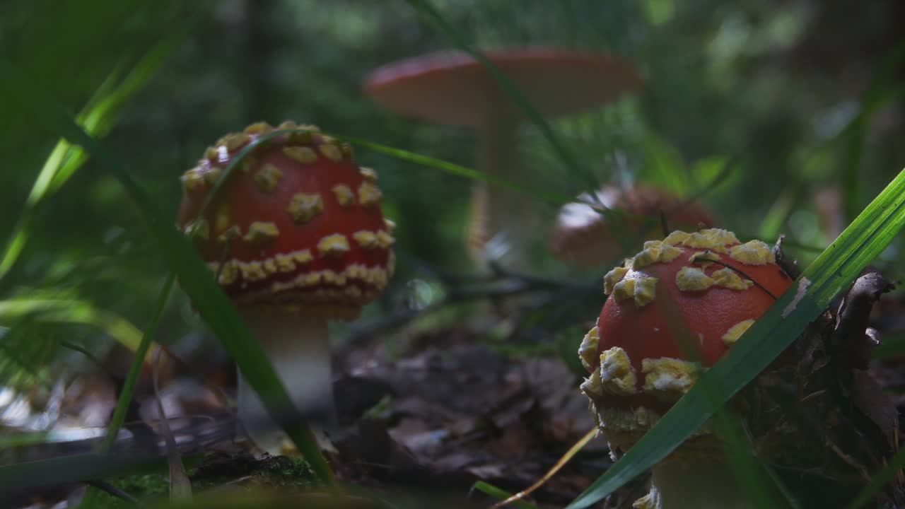 Amanita Muscaria Poisonous Mushrooms With a Red Cap and White Spots