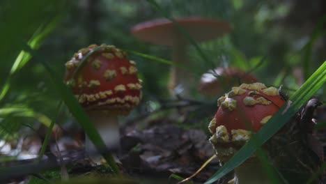 Amanita-Muscaria-Poisonous-Mushrooms-With-a-Red-Cap-and-White-Spots