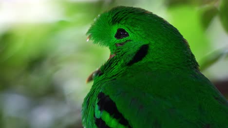 Green-broadbill-perched-on-tree-branch-with-vibrant-plumage-blending-seamlessly-with-lush-greenery,-wide-open-its-mouth,-extreme-close-up-shot-of-a-near-threatened-bird-species