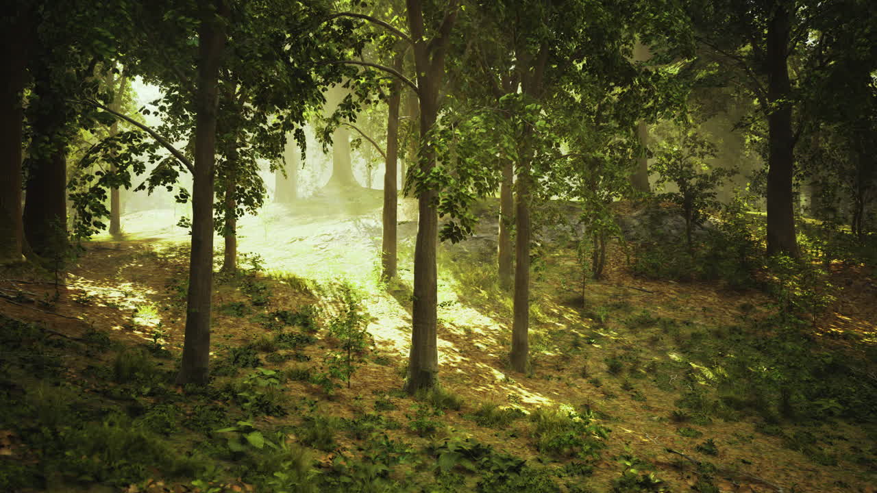 La luce solare filtra attraverso gli alberi in un ambiente forestale tranquillo