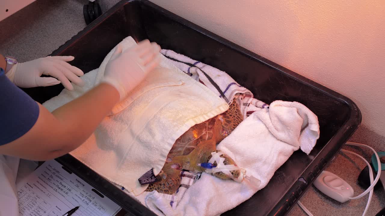 A top-down medium shot shows a sea turtle on the floor under a heat lamp for recovery, with a nurse patting its shell