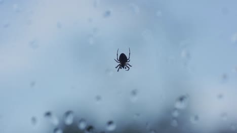 Pequeña-Silueta-De-Araña,-Insecto-Al-Aire-Libre-Colgado-Boca-Abajo-En-La-Web