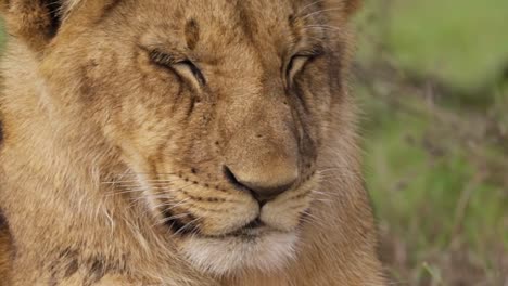 lion cub face close up