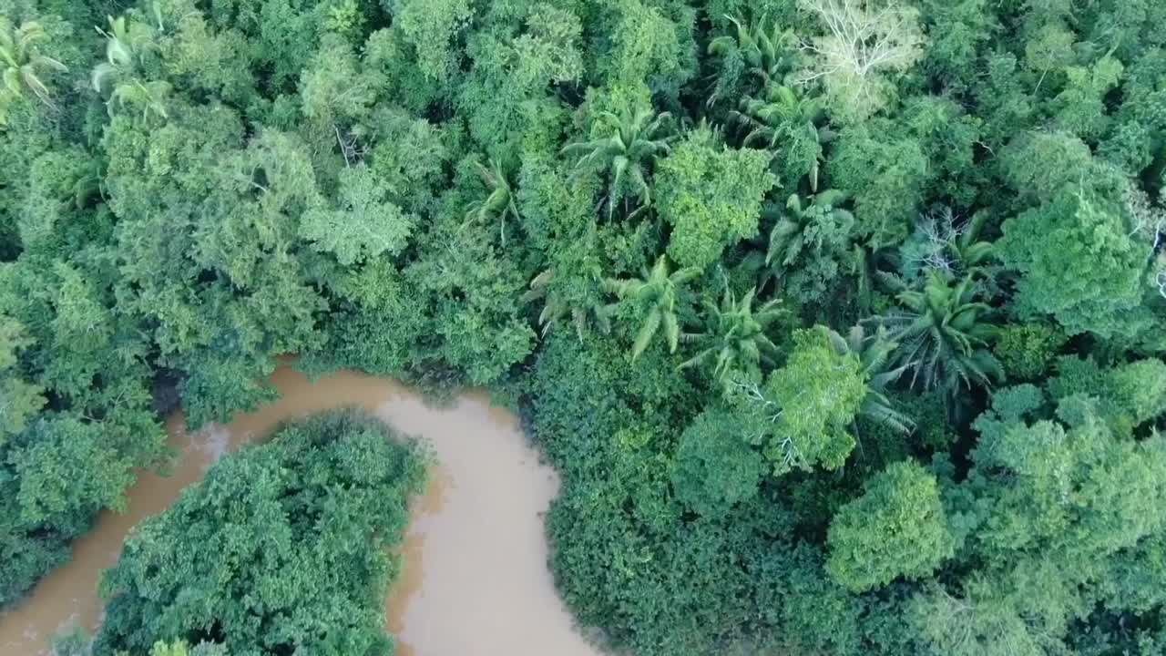 Vista aerea con drone in Perù nella foresta pluviale amazzonica che mostra una fitta foresta di alberi verdi tutt'intorno e un fiume che l'attraversa in una giornata nuvolosa, vista dall'alto