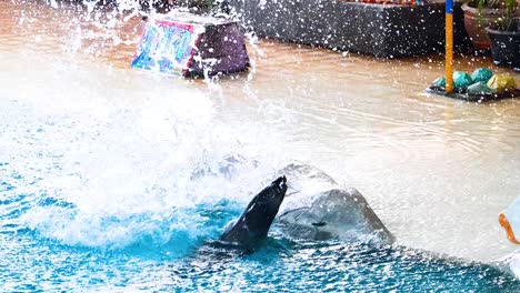 seal show at aquarium