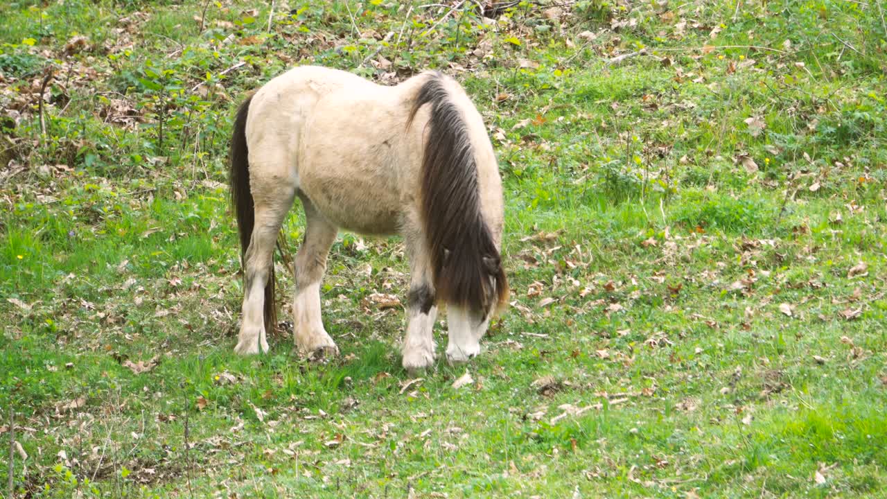 caballo blanco pastando hierba en un prado verde en el campo