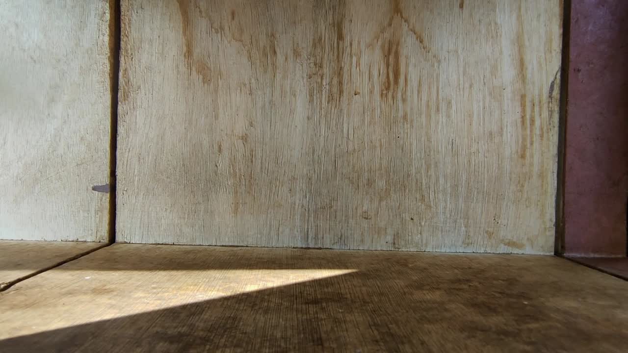 레무르는 카메라를 바로 지나간다.