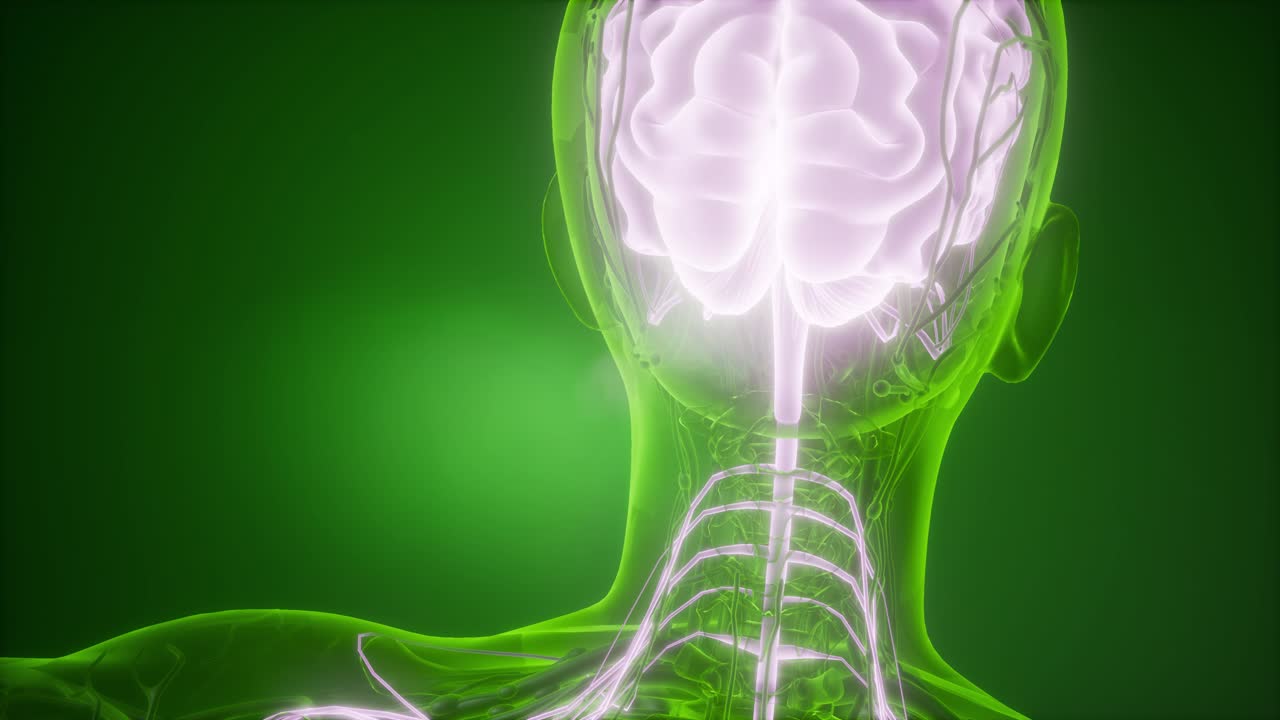 anatomía del cerebro humano