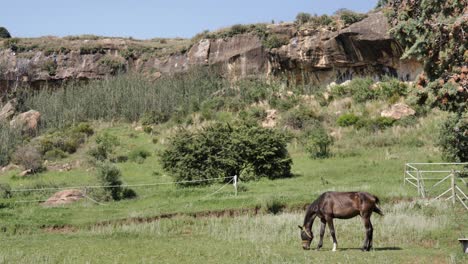 beautiful dark chestnut horse grazes green grass in mountain paddock