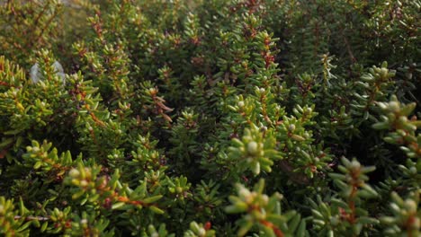 tundra ártica. empetrum é um gênero de três espécies de arbustos verdes anões da família ericaceae. eles são comumente conhecidos como mirtilos e dão frutos comestíveis.