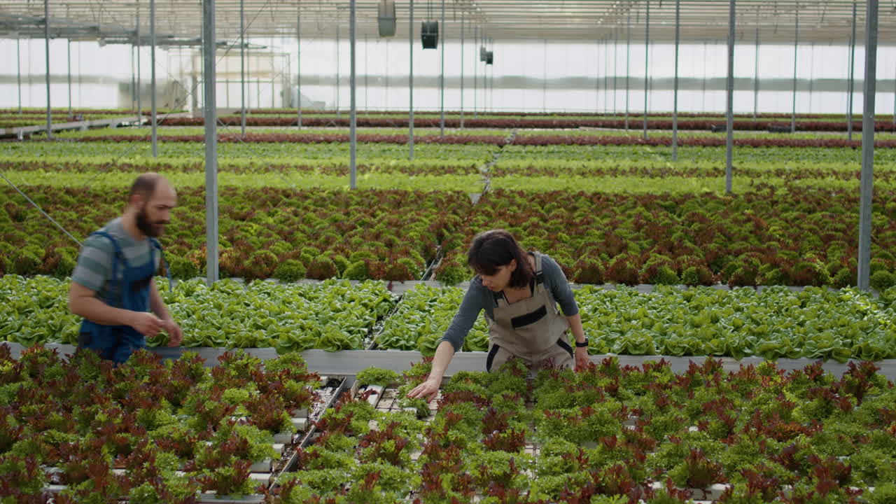 People working in a greenhouse growing lettuce
