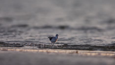 Single-common-greenshank-wades-through-shallow-waves-on-beach-and-forages