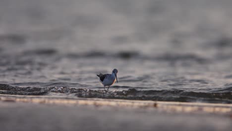 single common greenshank wades through shallow waves on beach and forages