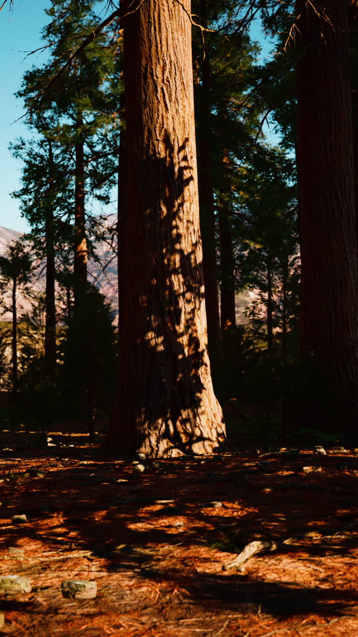Luce Solare e Ombre nella Foresta