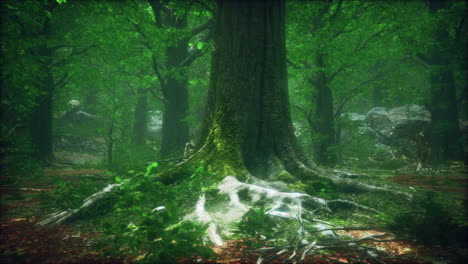 tree-roots-and-sunshine-in-a-green-forest