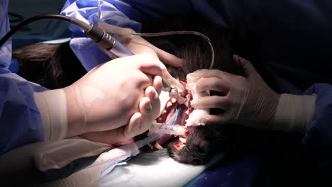 primer plano estático de la sala de cirugía durante el tratamiento de cuidado dental del perro peludo negro