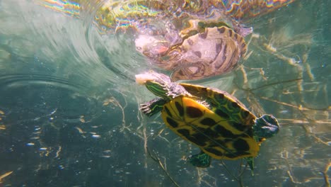 Cámara-Lenta-Alimentación-De-Tortugas-Lago-Kournas-Creta