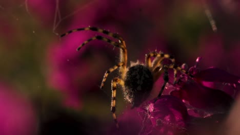 spider on a flower