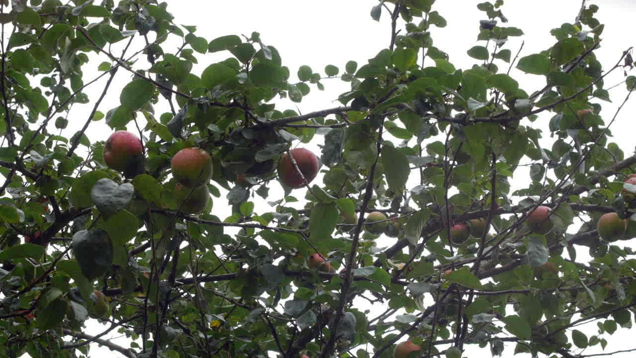 Grappolo di mele appese a un ramo di melo mosse dal vento