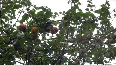 cluster of apples hanging on a branch of an apple tree blowing in the wind