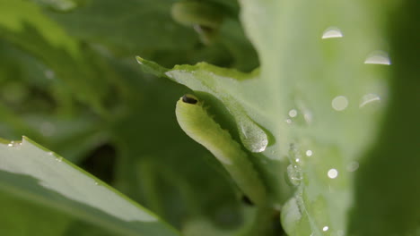 vertical - cabbage white caterpillar, cabbageworm, on leaves with morning dew