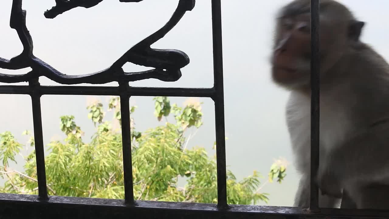 familia de monos relajándose en la valla de la zona turística de la cueva de kreo, semarang, indonesia