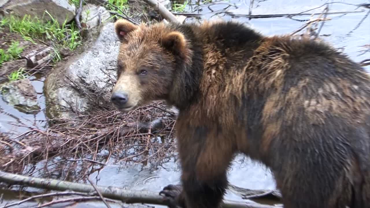 Orso che annusa l'aria, in una giornata di pioggia