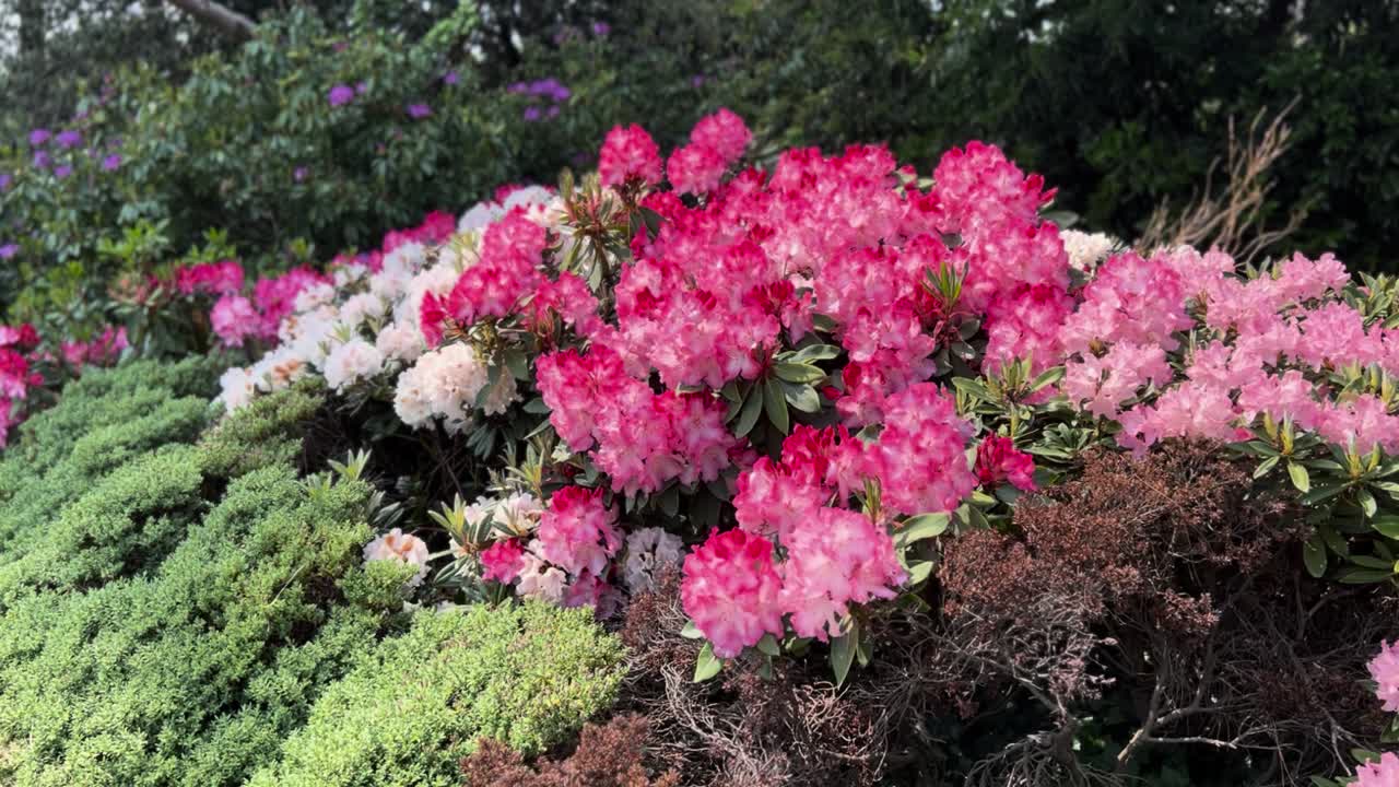 Pink Rhododendron Blooms Vibrant Flowers