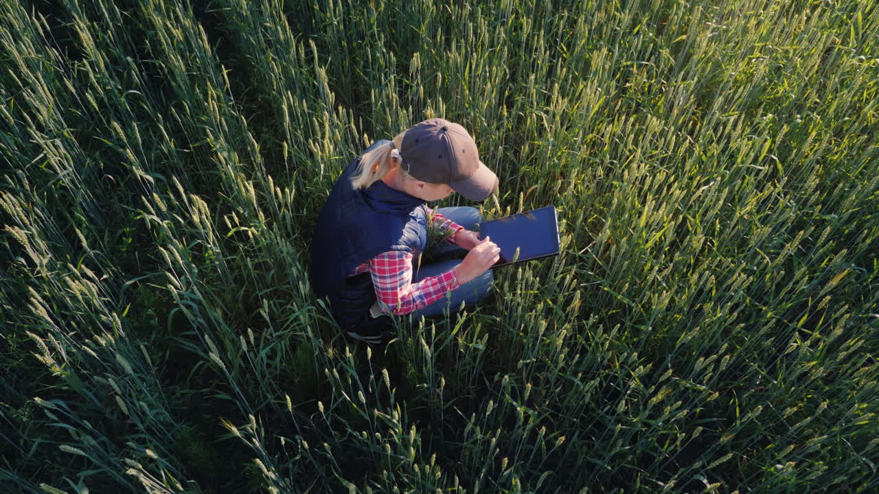 una agricultora está trabajando en un campo de trigo todavía verde usa una tableta