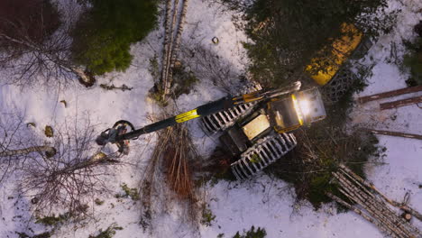 harvester felling delimbing and bucking birch trees in snowy forest, top drone