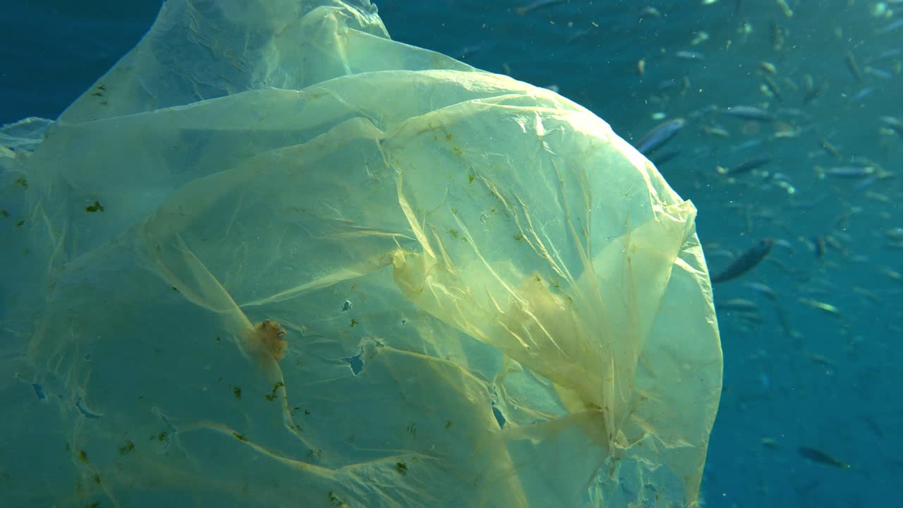 Tracking shot from a tiny octopus on a plastic bag to a school of fish in Tenerife