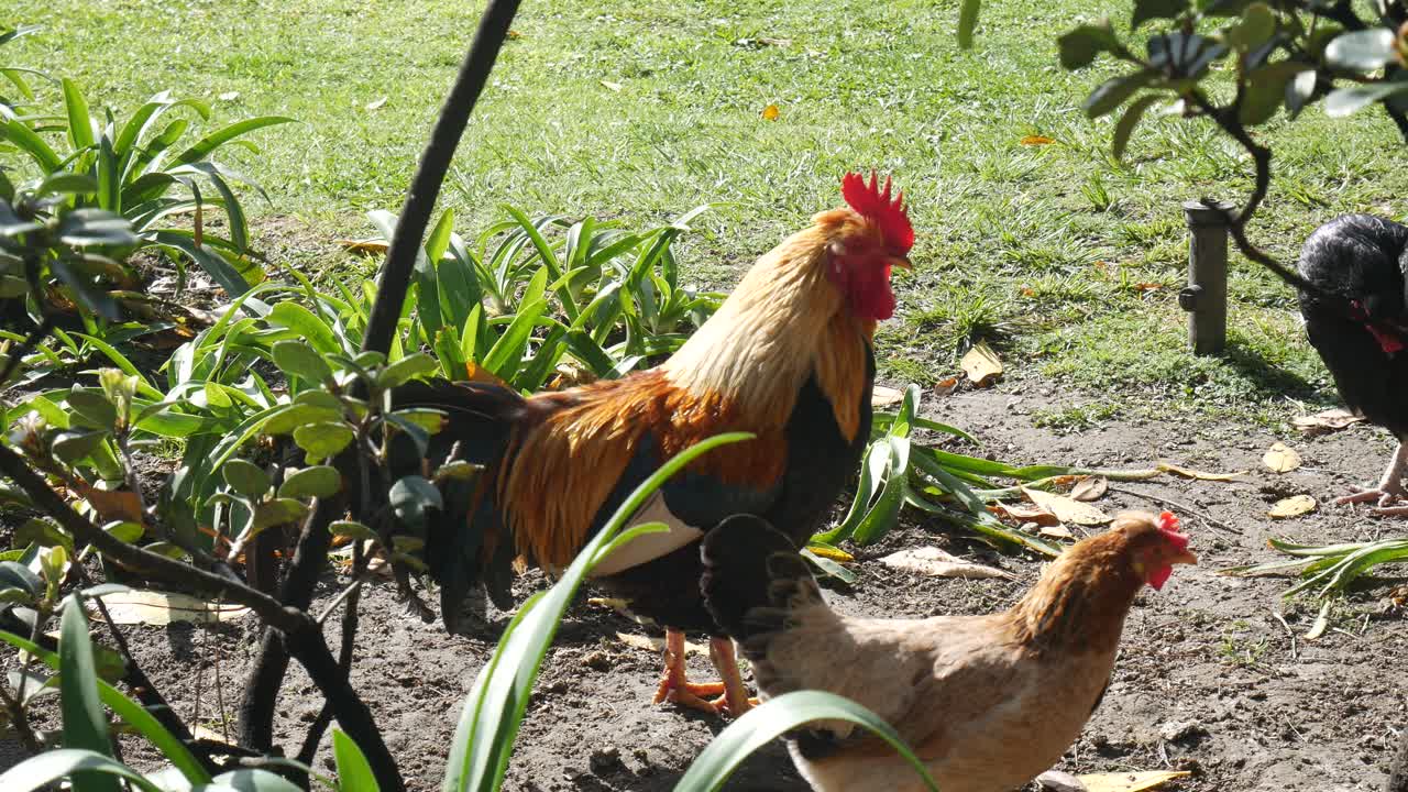 Two Roosters in a Garden