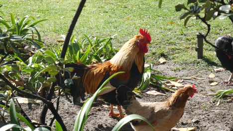 two roosters in a garden
